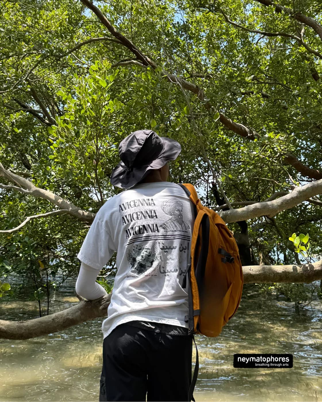 Avicennia · Blanco preview 6